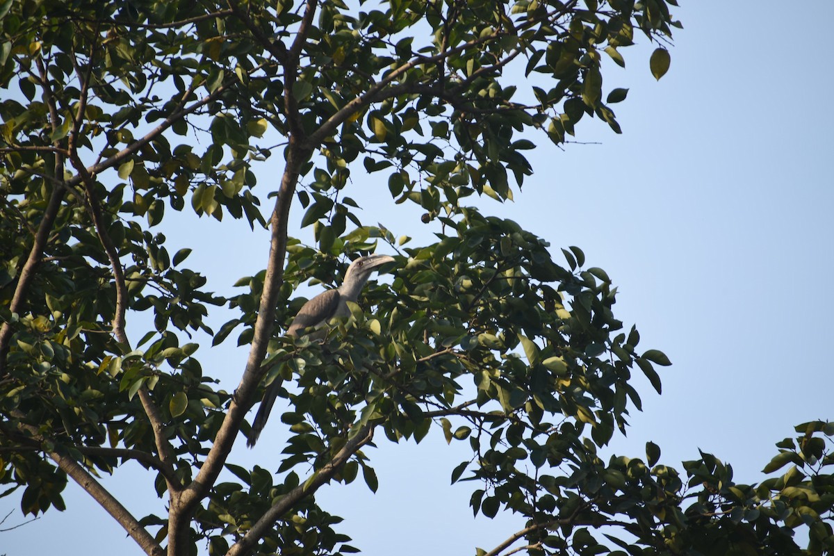 Indian Gray Hornbill - ML631205578