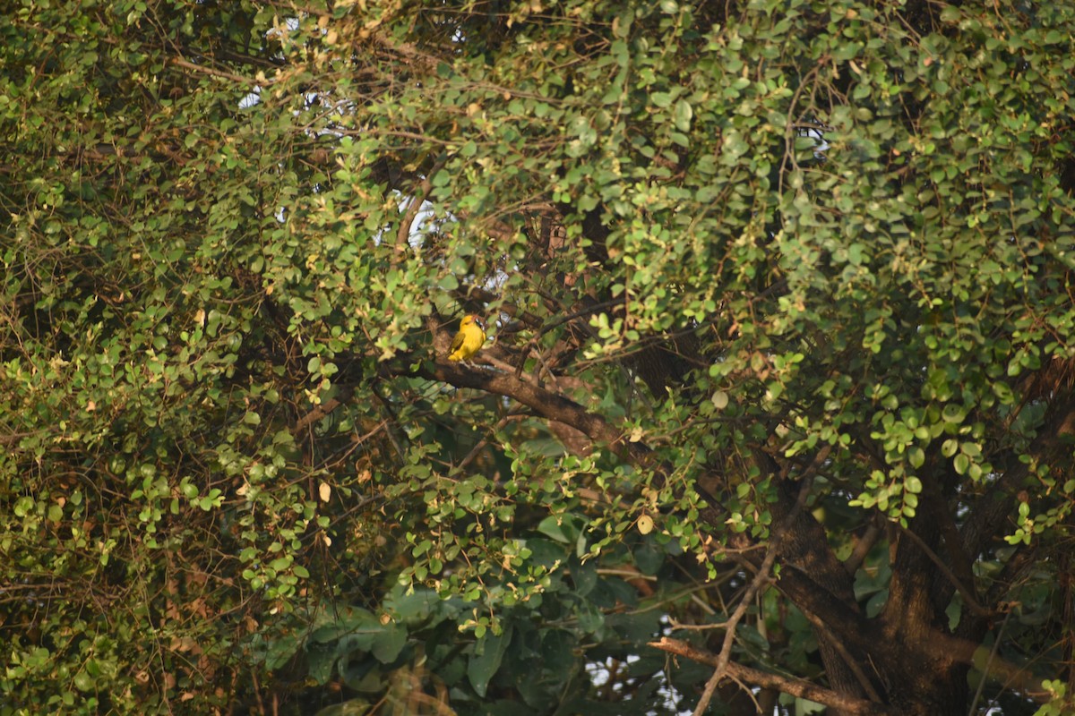 Indian Golden Oriole - ML631205597