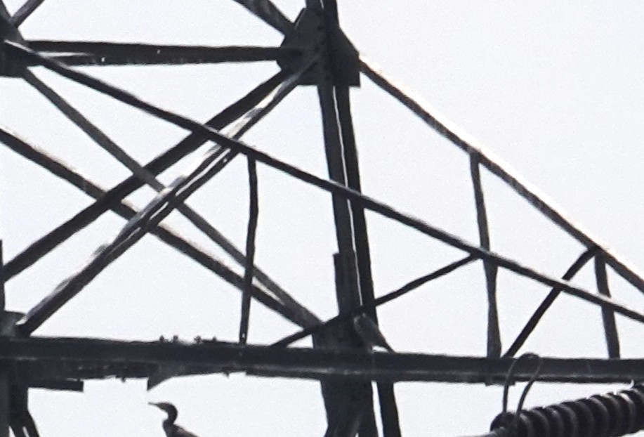 Peregrine Falcon - ML631205598