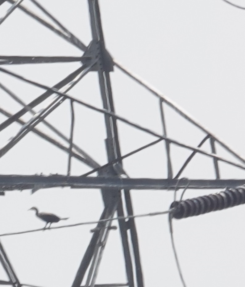 Peregrine Falcon - ML631205599