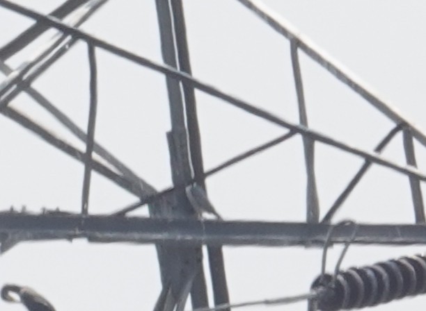 Peregrine Falcon - ML631205600