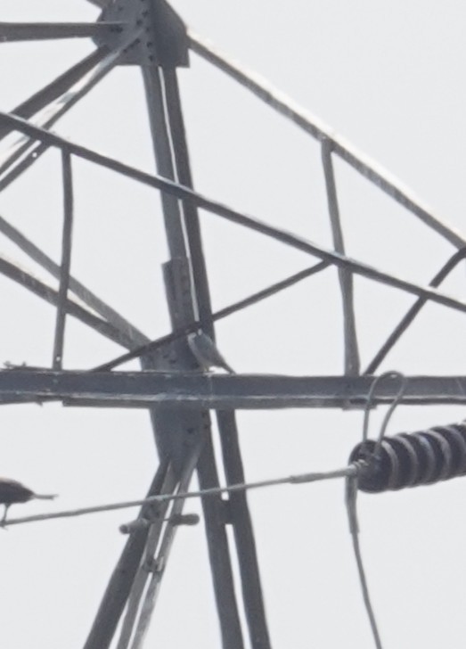 Peregrine Falcon - ML631205601