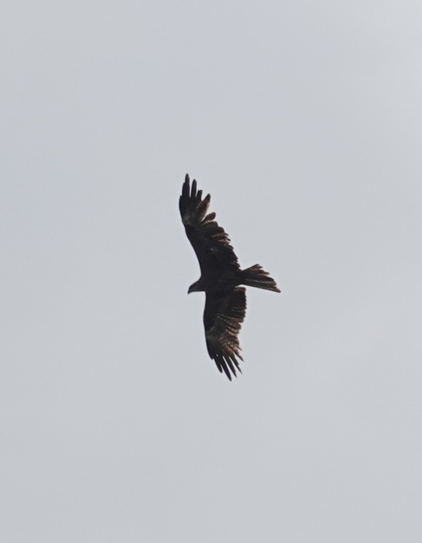 Black Kite - ML631205605