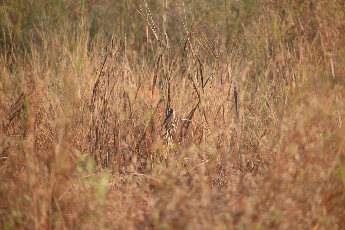 Siberian Stonechat - ML631205606