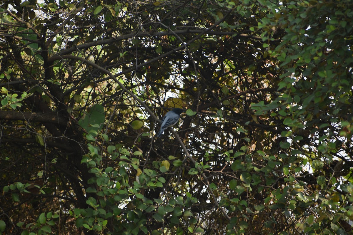 Black-headed Cuckooshrike - ML631205611