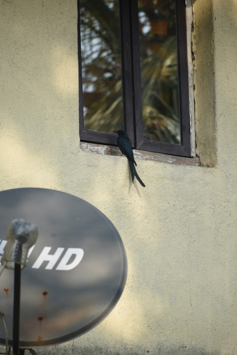 Black Drongo - ML631205613