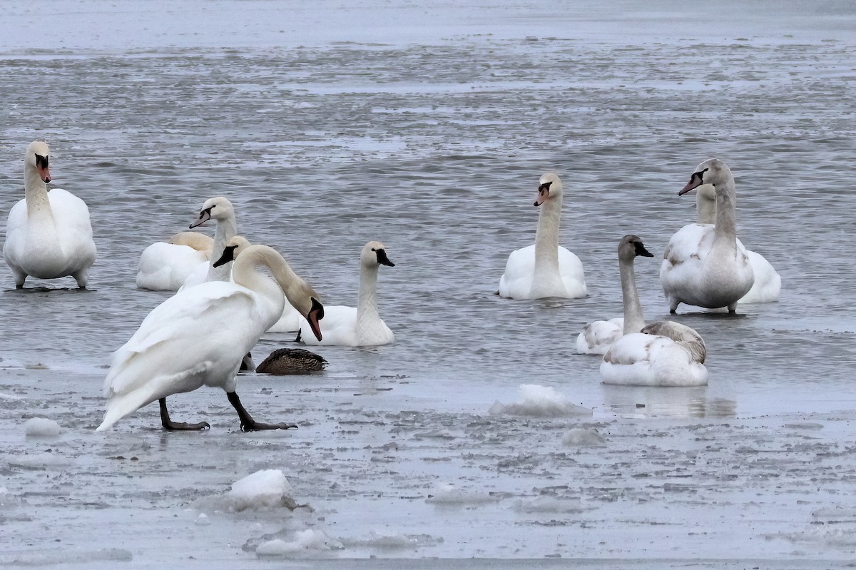 Tundra Swan - ML631205639