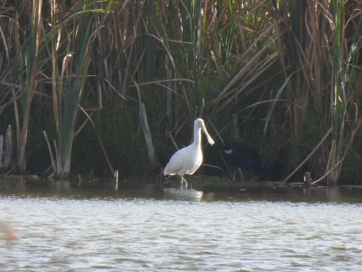 Yellow-billed Spoonbill - ML631205671