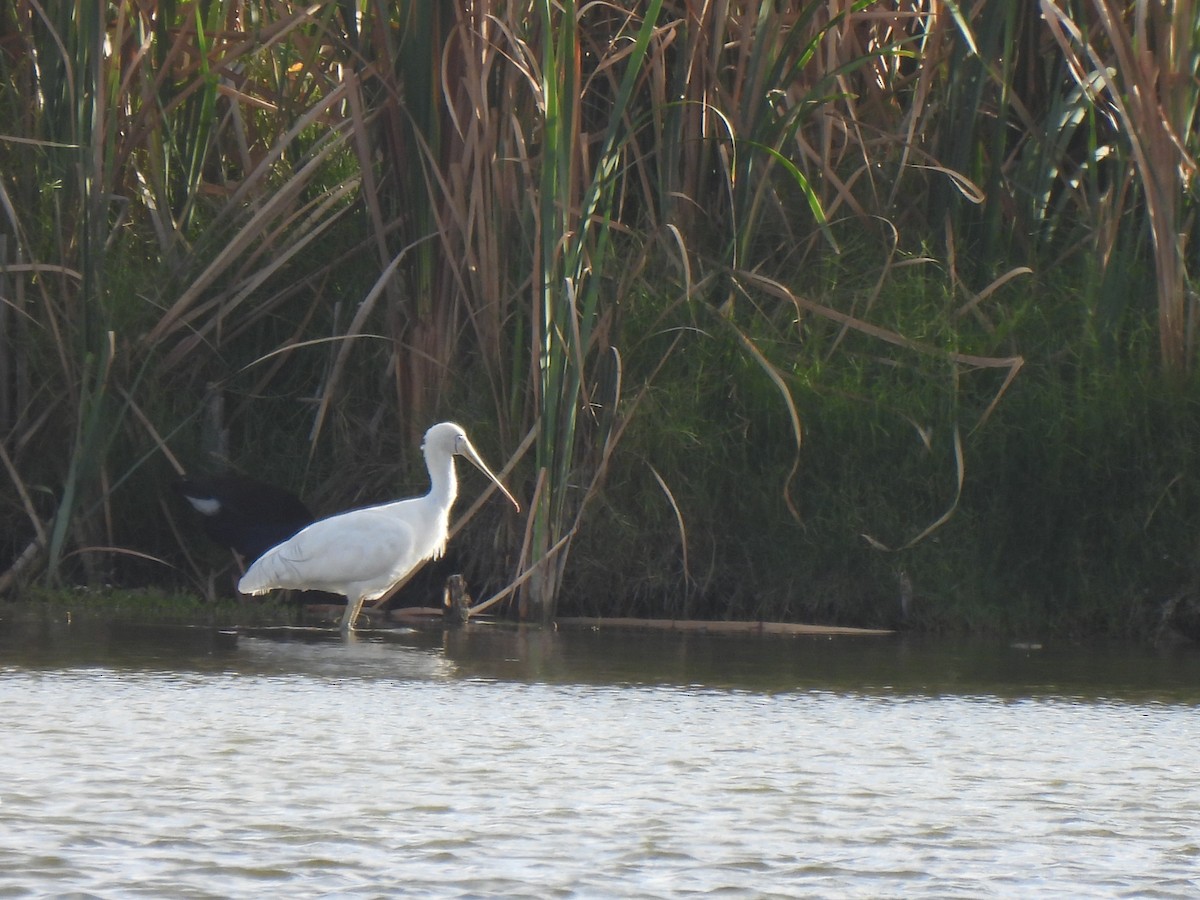 Yellow-billed Spoonbill - ML631205672