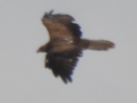 Whistling Kite - ML631205682