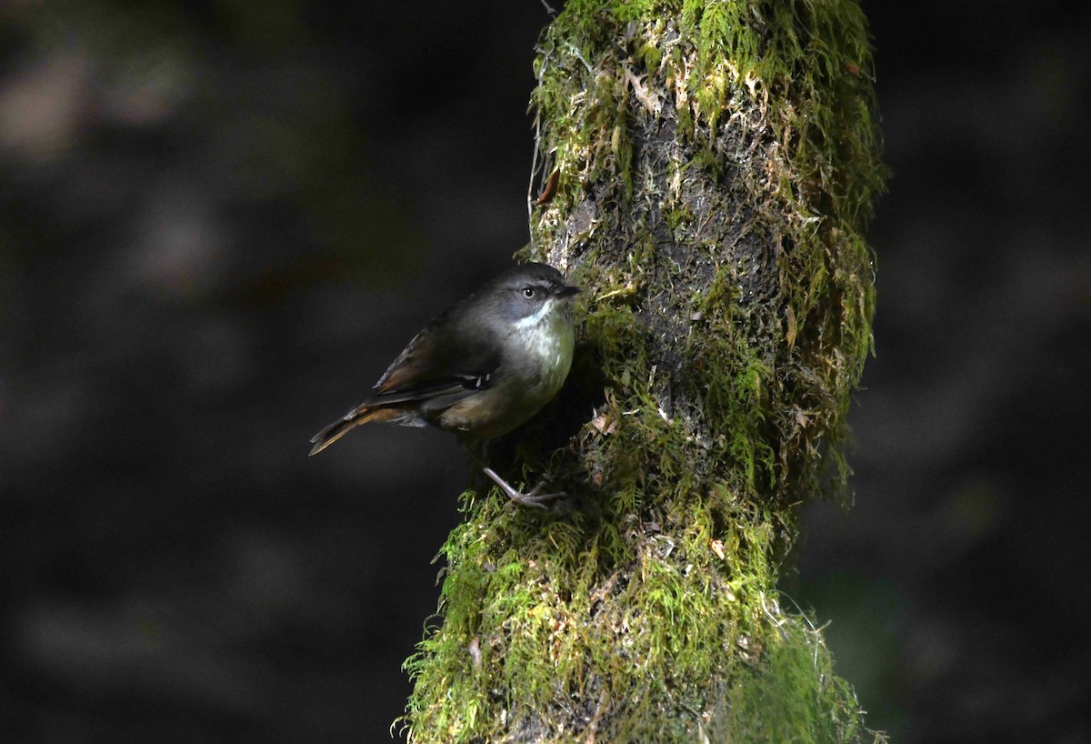 White-browed Scrubwren - ML631205787