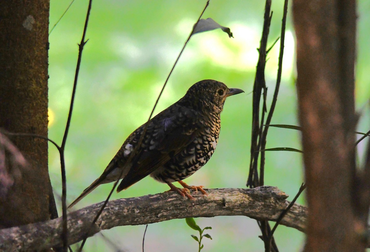 Bassian Thrush - ML631205790