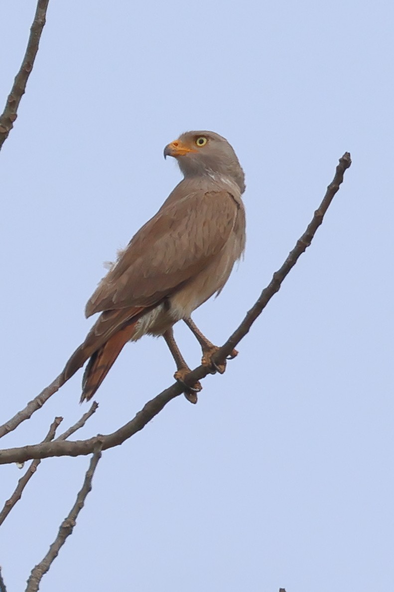 eBird Checklist - 24 Feb 2025 - Bansun gardens - 10 species