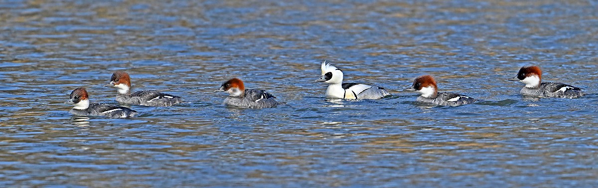 Smew - ML631205984