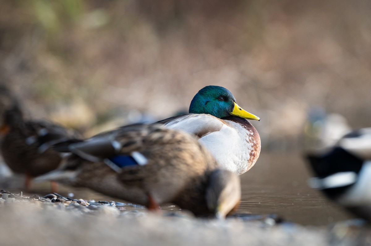 Mallard - ML631206030