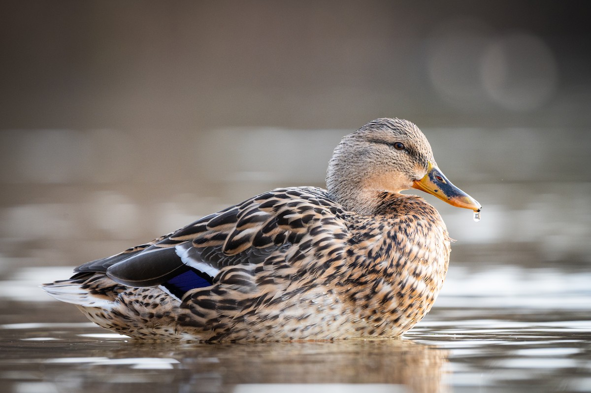 Mallard - ML631206031