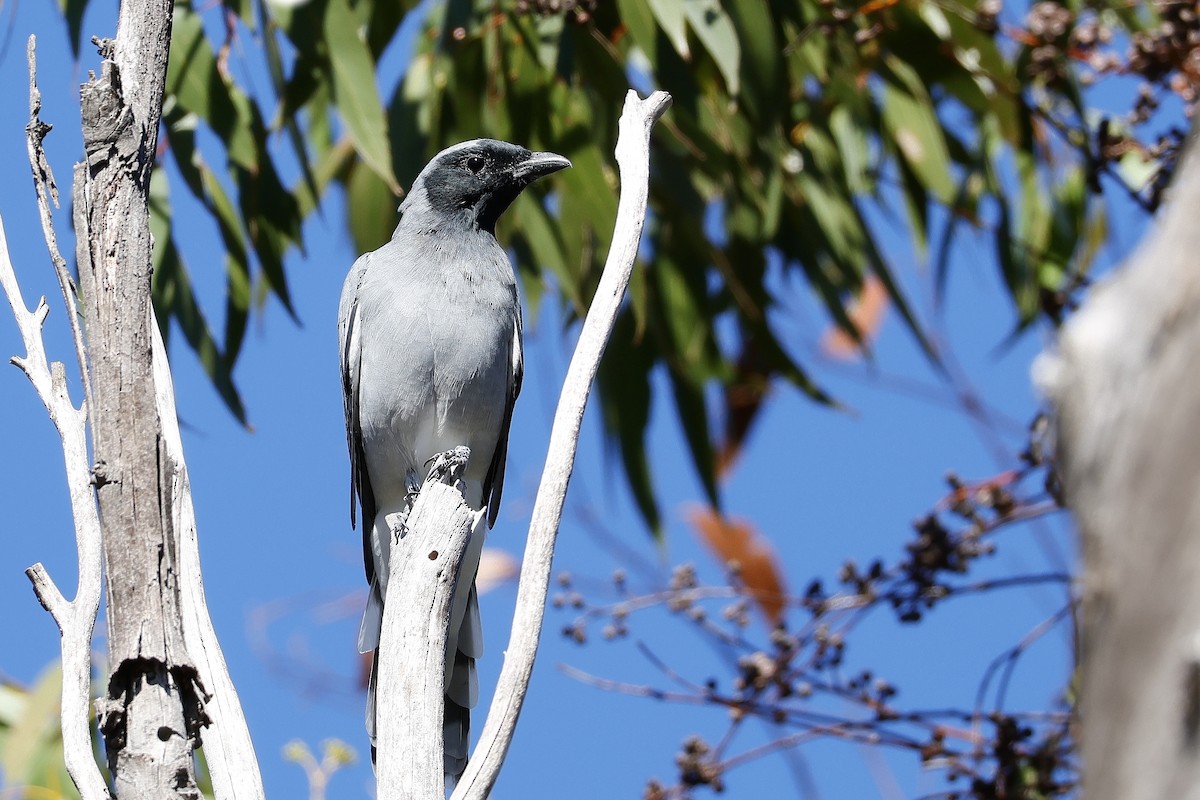 Black-faced Cuckooshrike - ML631206033