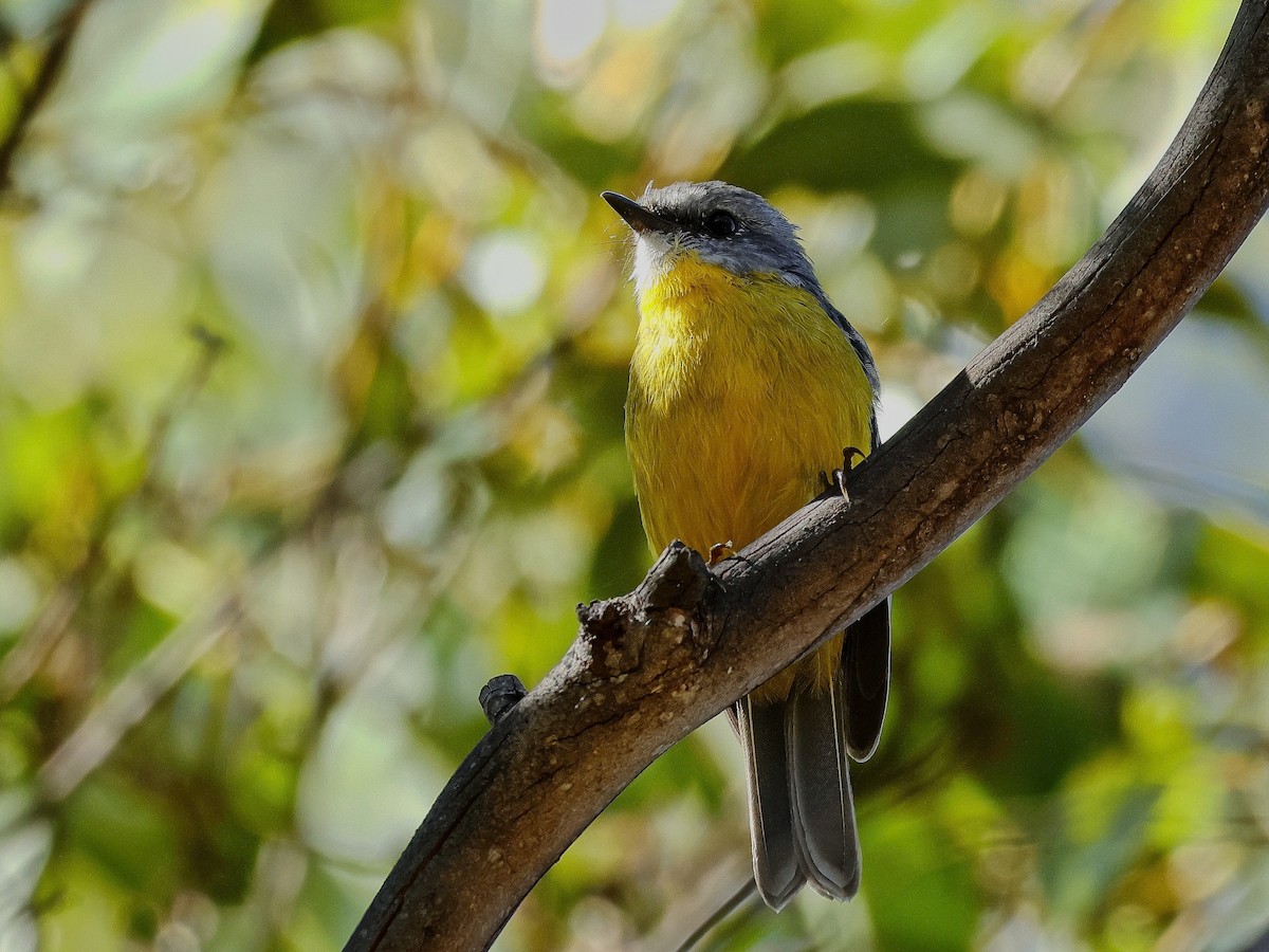 Eastern Yellow Robin - ML631206035