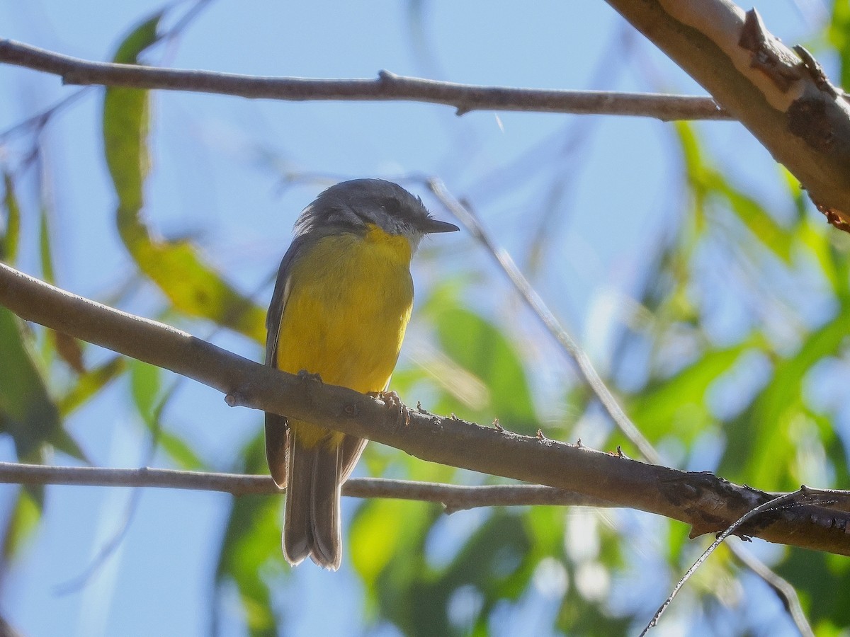 Eastern Yellow Robin - ML631206036