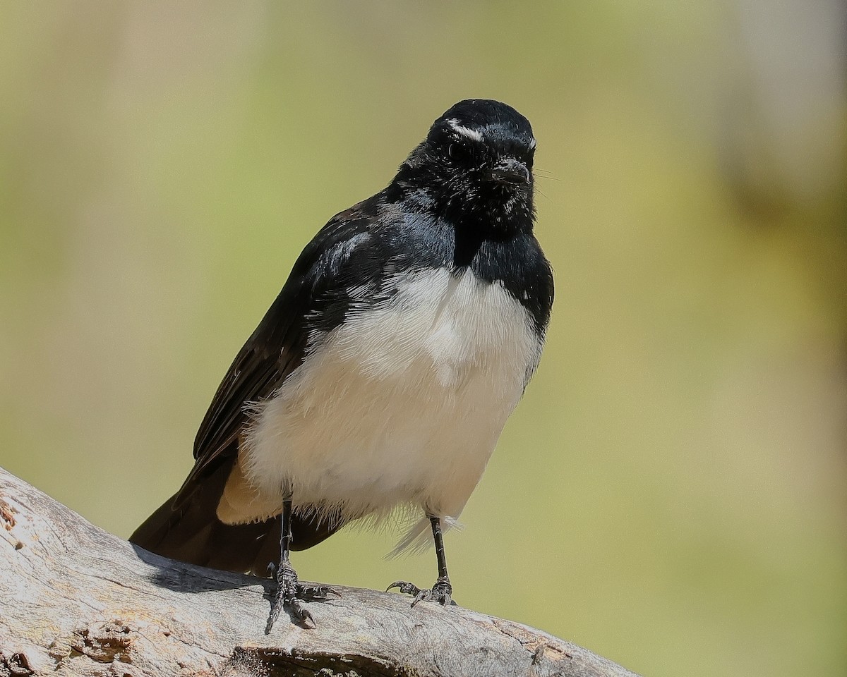 Willie-wagtail - ML631206039