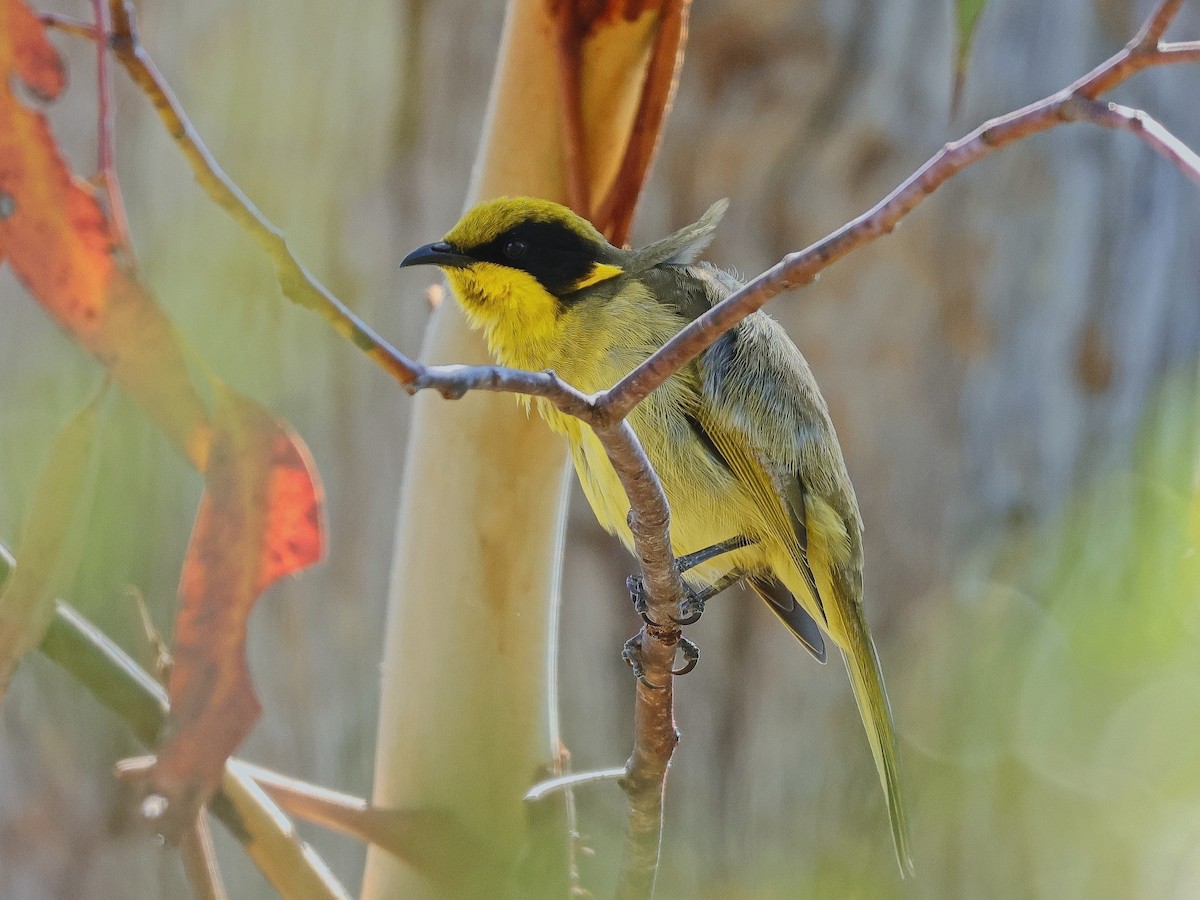 Yellow-tufted Honeyeater - ML631206040