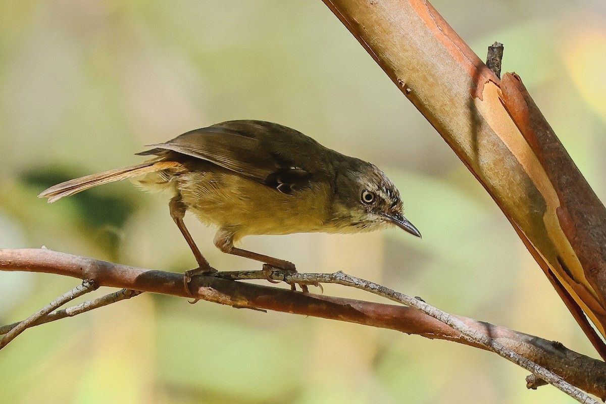 White-browed Scrubwren - ML631206051