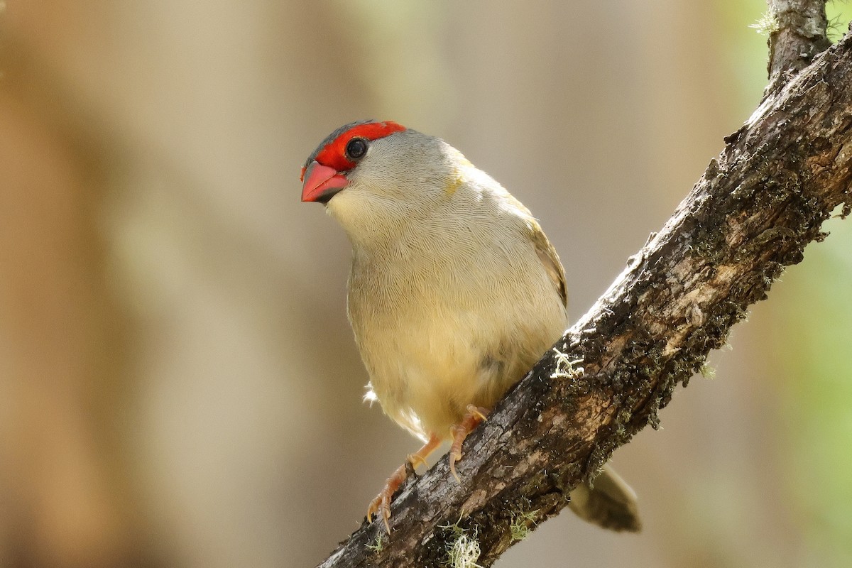 Red-browed Firetail - ML631206053