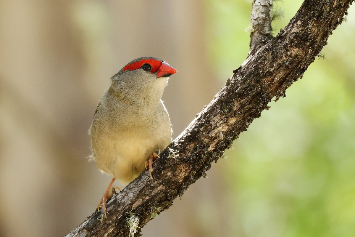 Red-browed Firetail - ML631206054