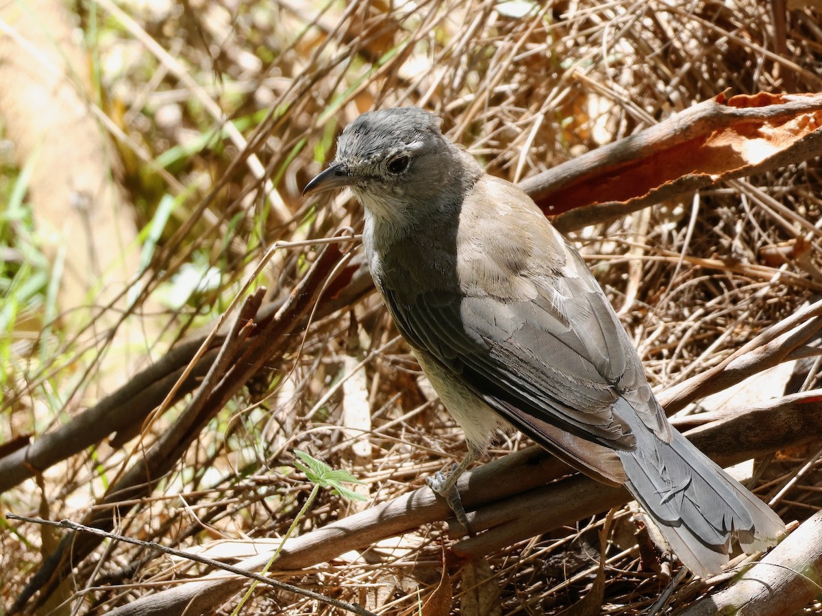 Gray Shrikethrush - ML631206060