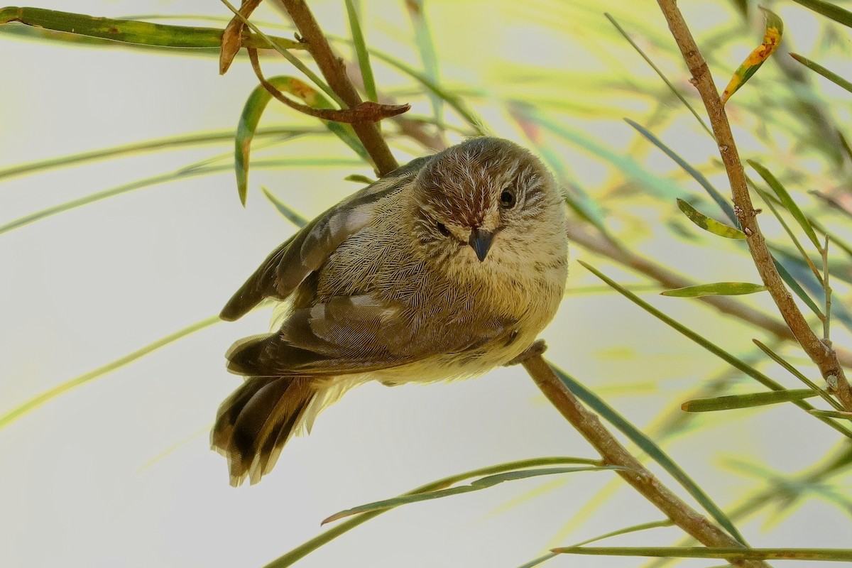 Striated Thornbill - ML631206064