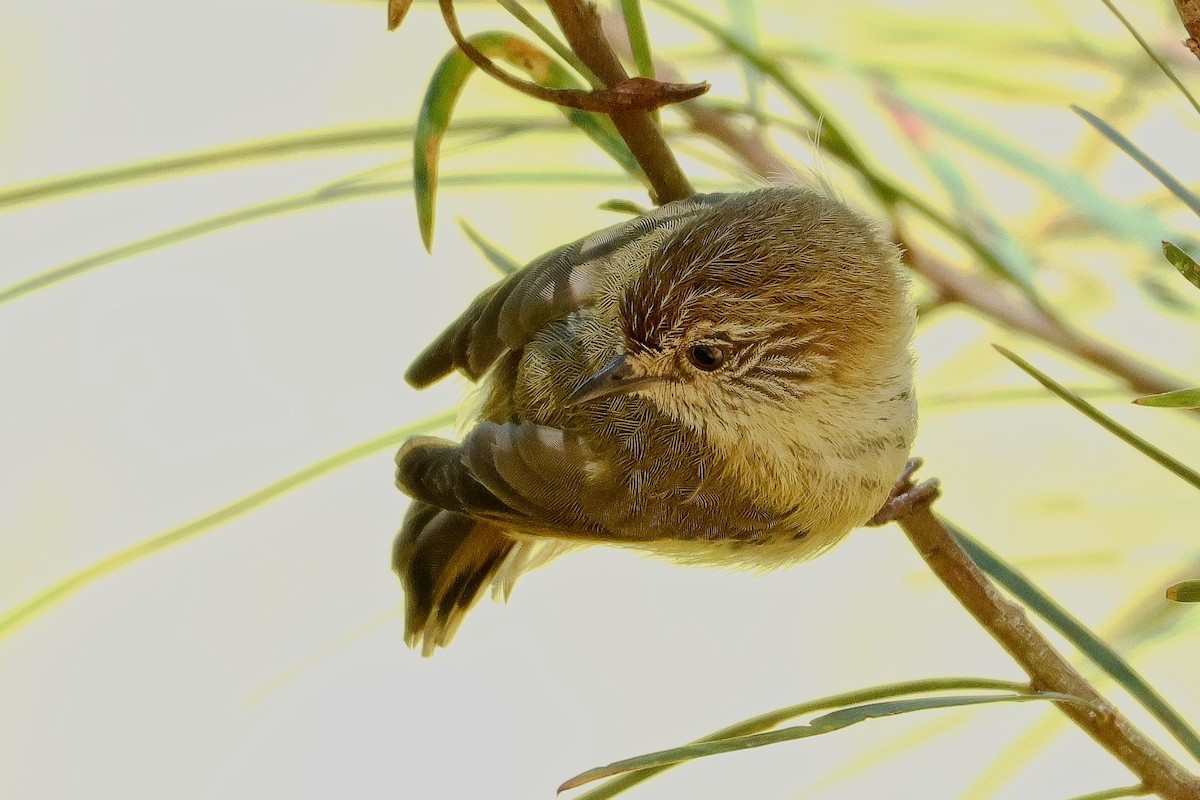 Striated Thornbill - ML631206065