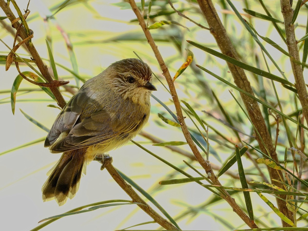 Striated Thornbill - ML631206066