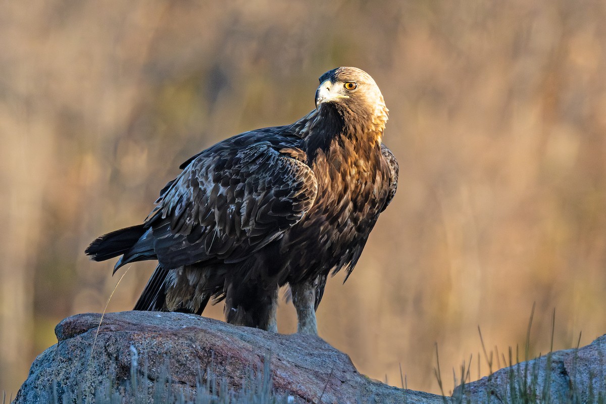 Golden Eagle - ML631206076