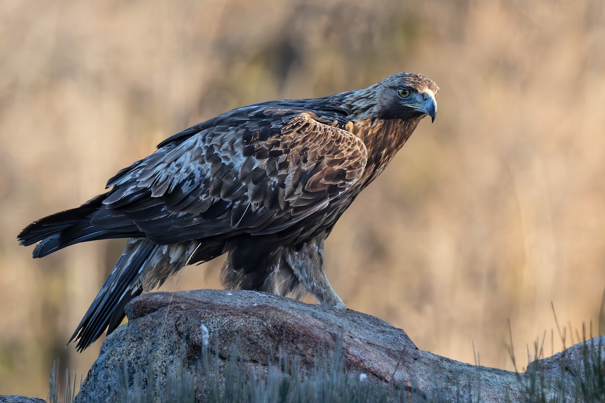 Golden Eagle - ML631206077