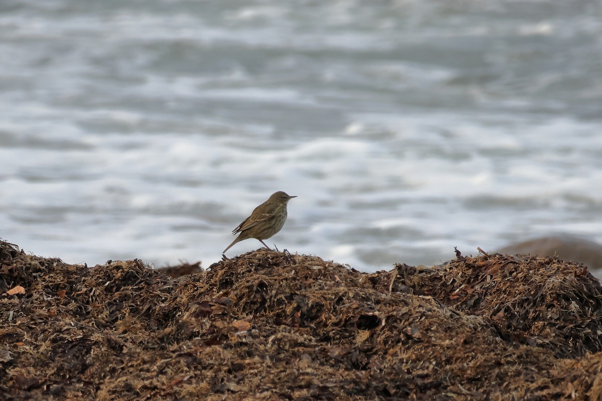 Pipit maritime - ML631206109