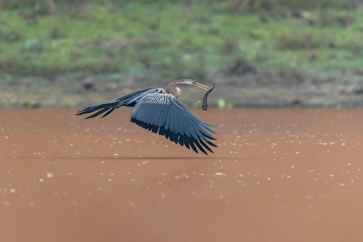 Oriental Darter - ML631206113