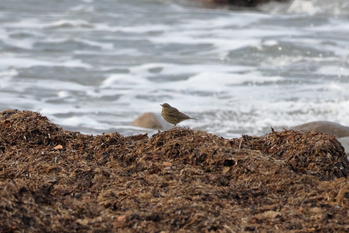 Pipit maritime - ML631206122