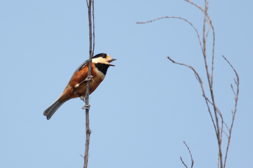 Buntmeise - ML631206179