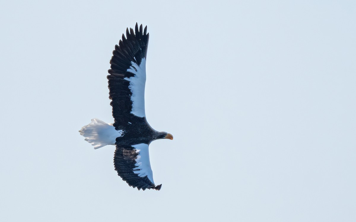 Steller's Sea-Eagle - ML631206338