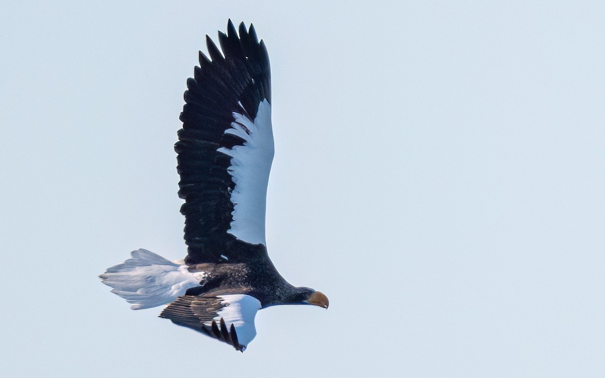 Steller's Sea-Eagle - ML631206343