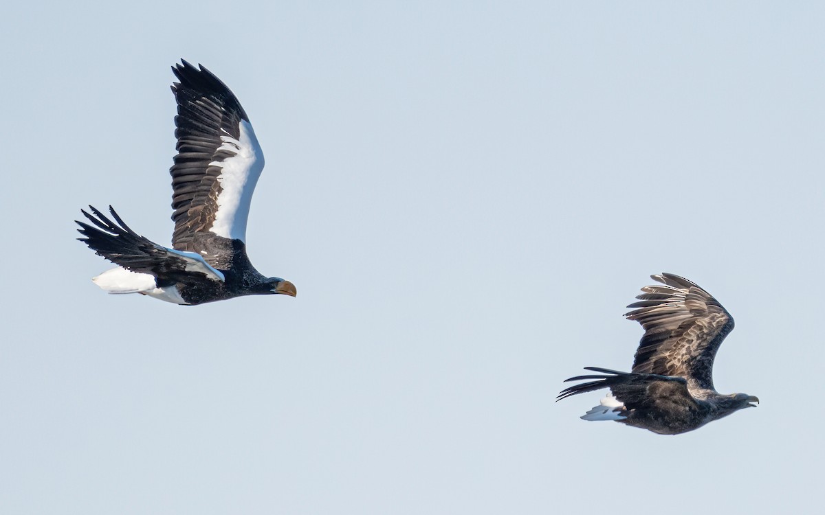 Steller's Sea-Eagle - ML631206346