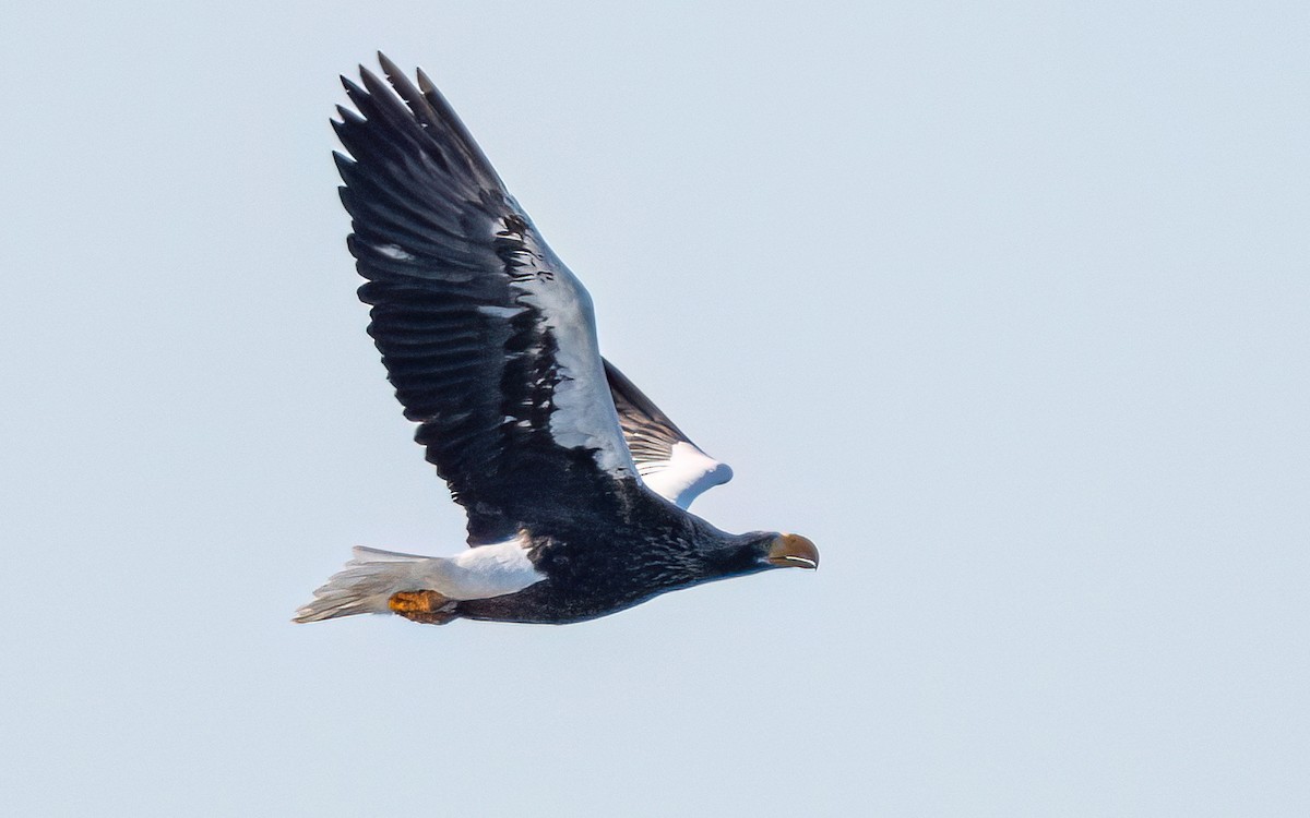 Steller's Sea-Eagle - ML631206349