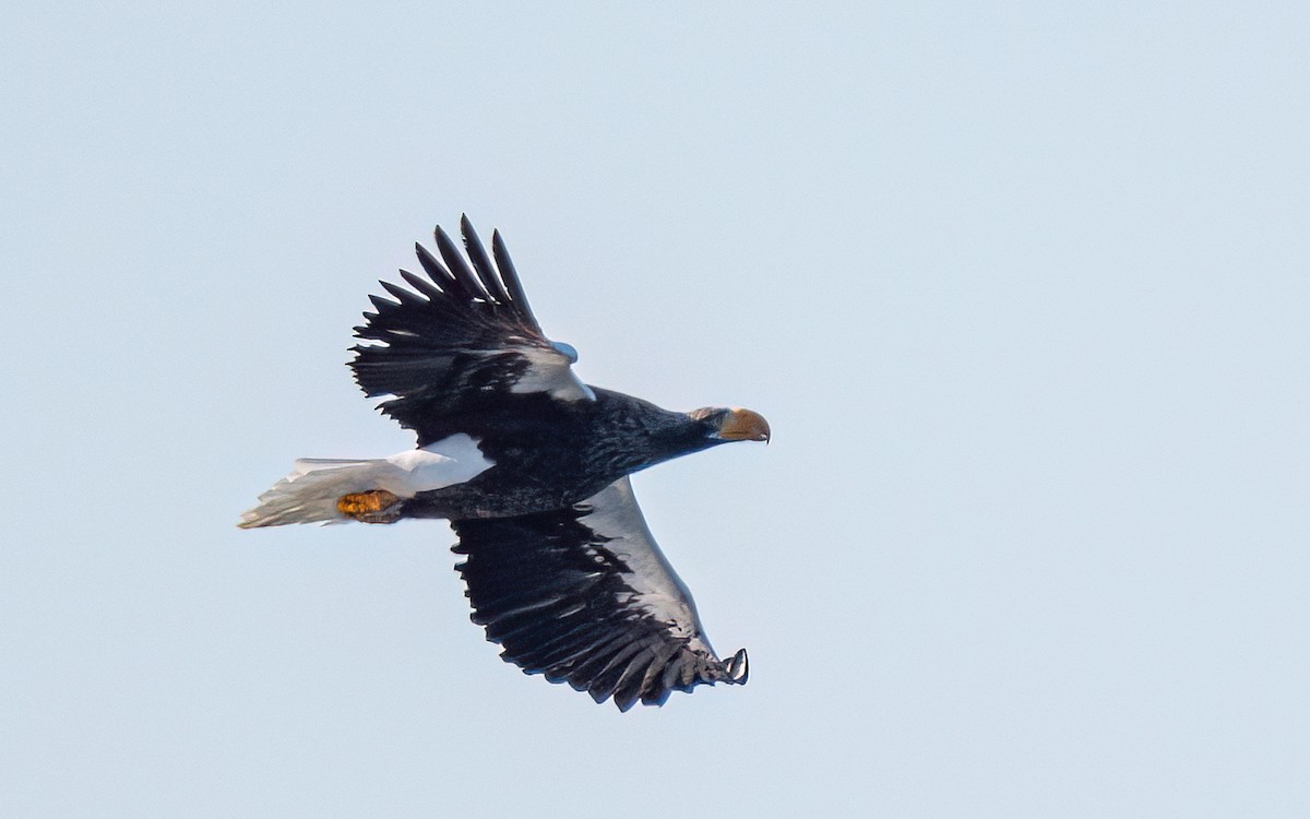 Steller's Sea-Eagle - ML631206356
