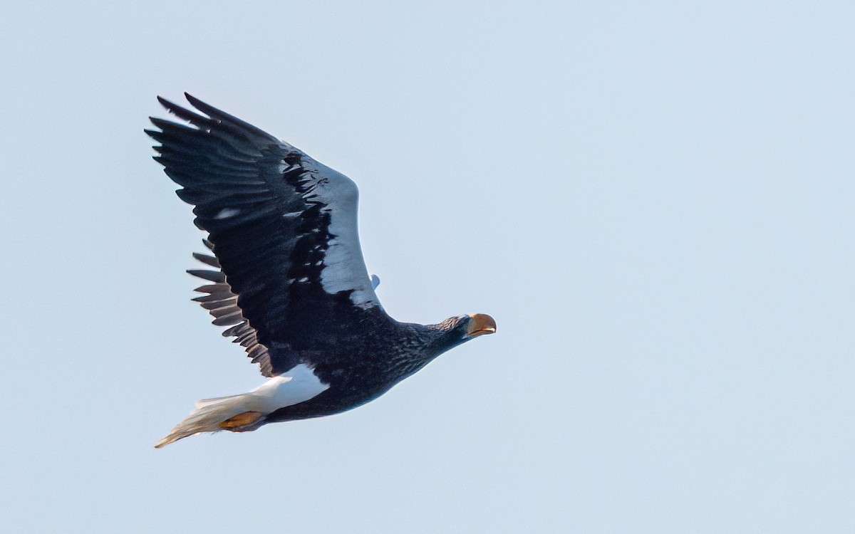 Steller's Sea-Eagle - ML631206361
