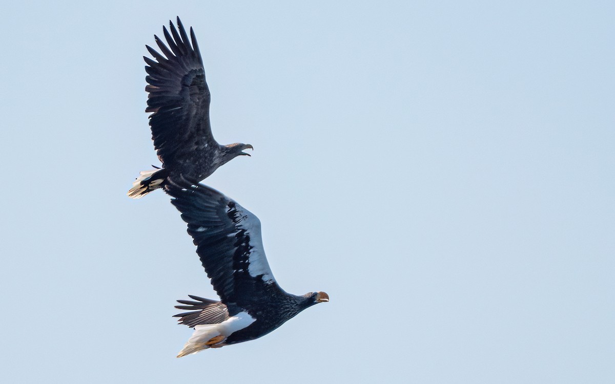 Steller's Sea-Eagle - ML631206363