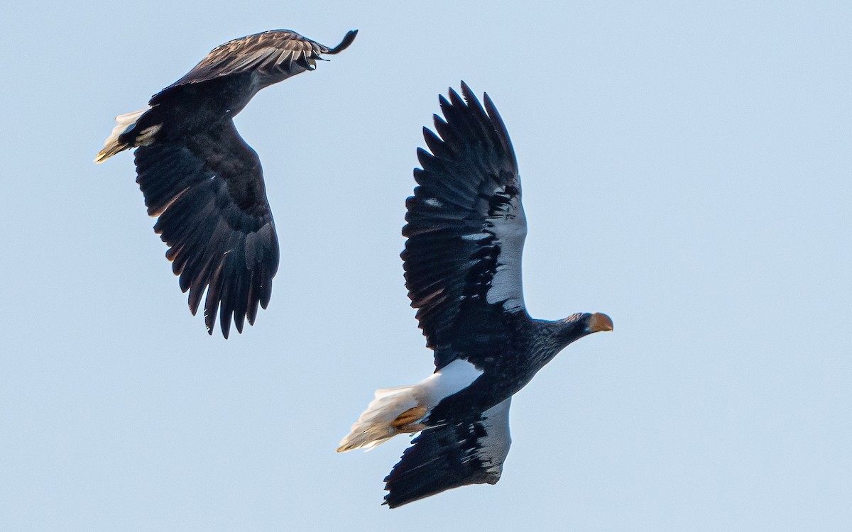 Steller's Sea-Eagle - ML631206364