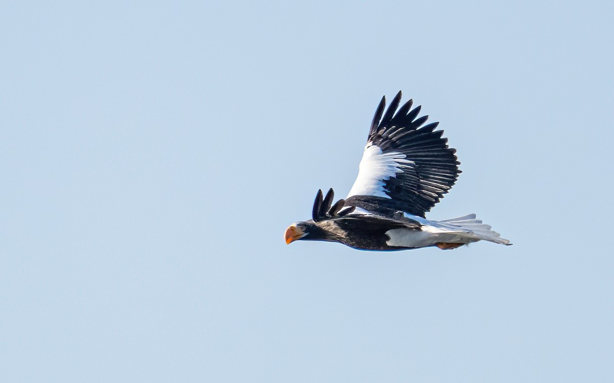 Steller's Sea-Eagle - ML631206367