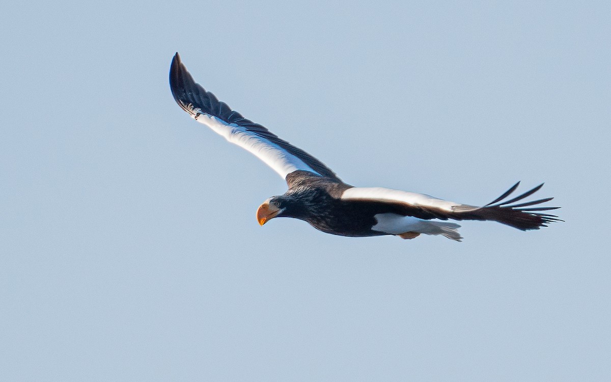 Steller's Sea-Eagle - ML631206368