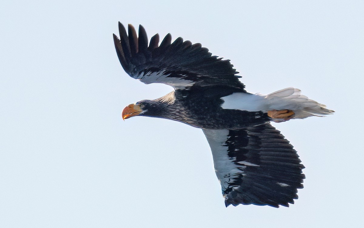 Steller's Sea-Eagle - ML631206369