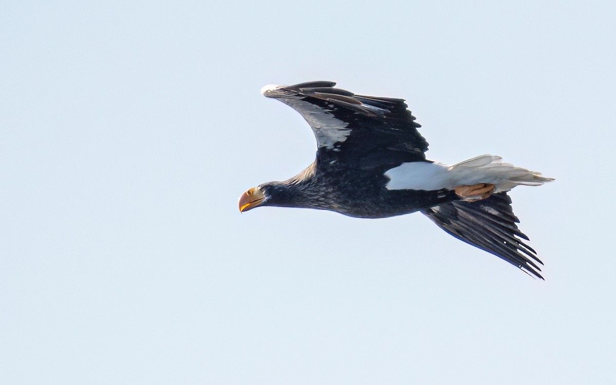 Steller's Sea-Eagle - ML631206370